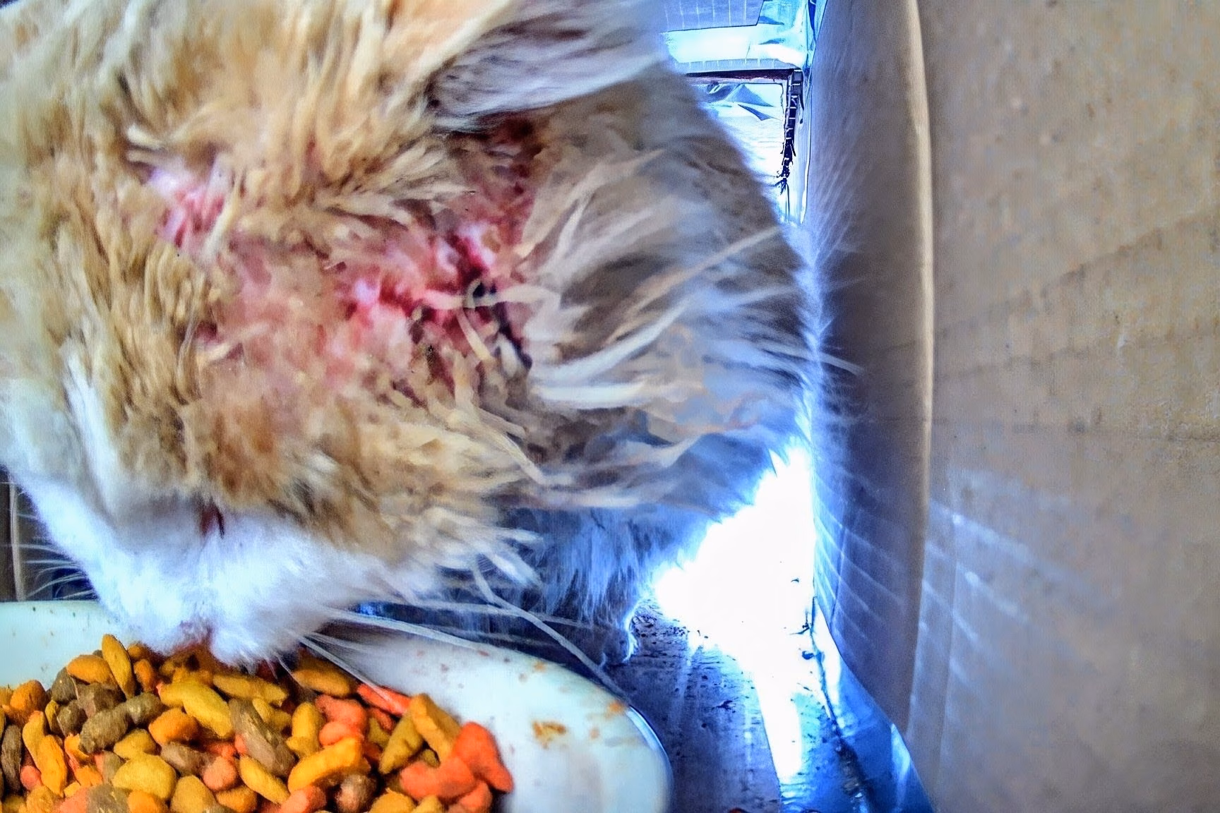 Cat with wound on its head