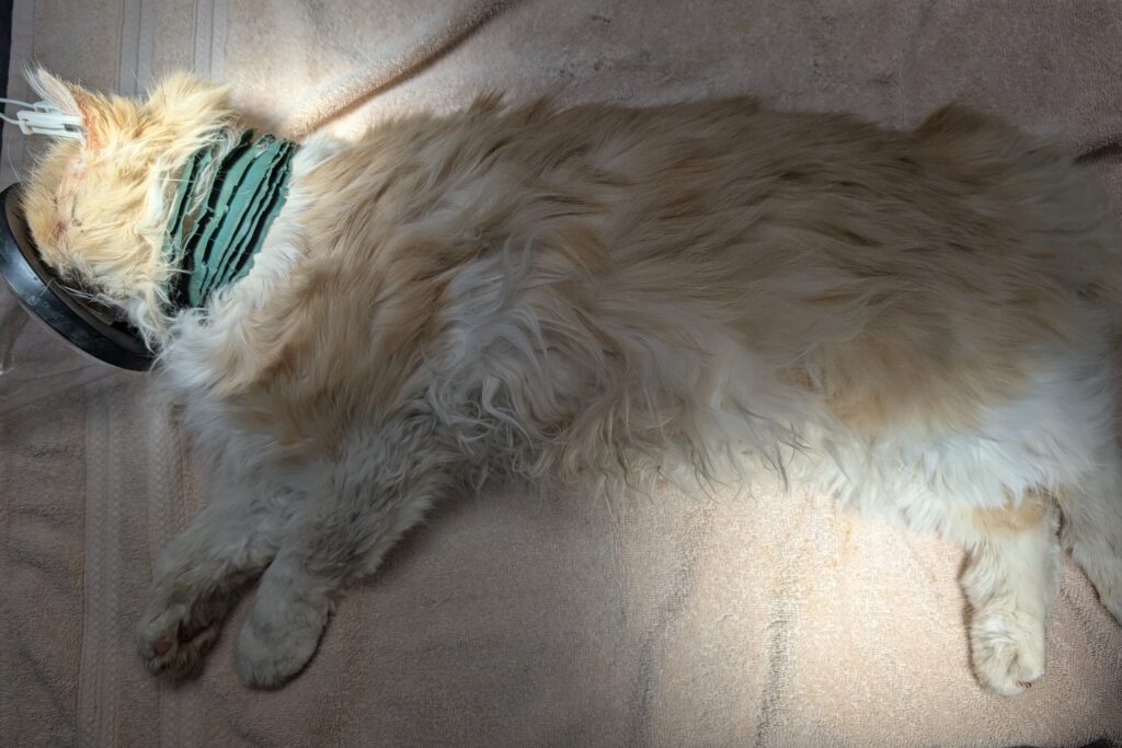 Sedated cat on vet table