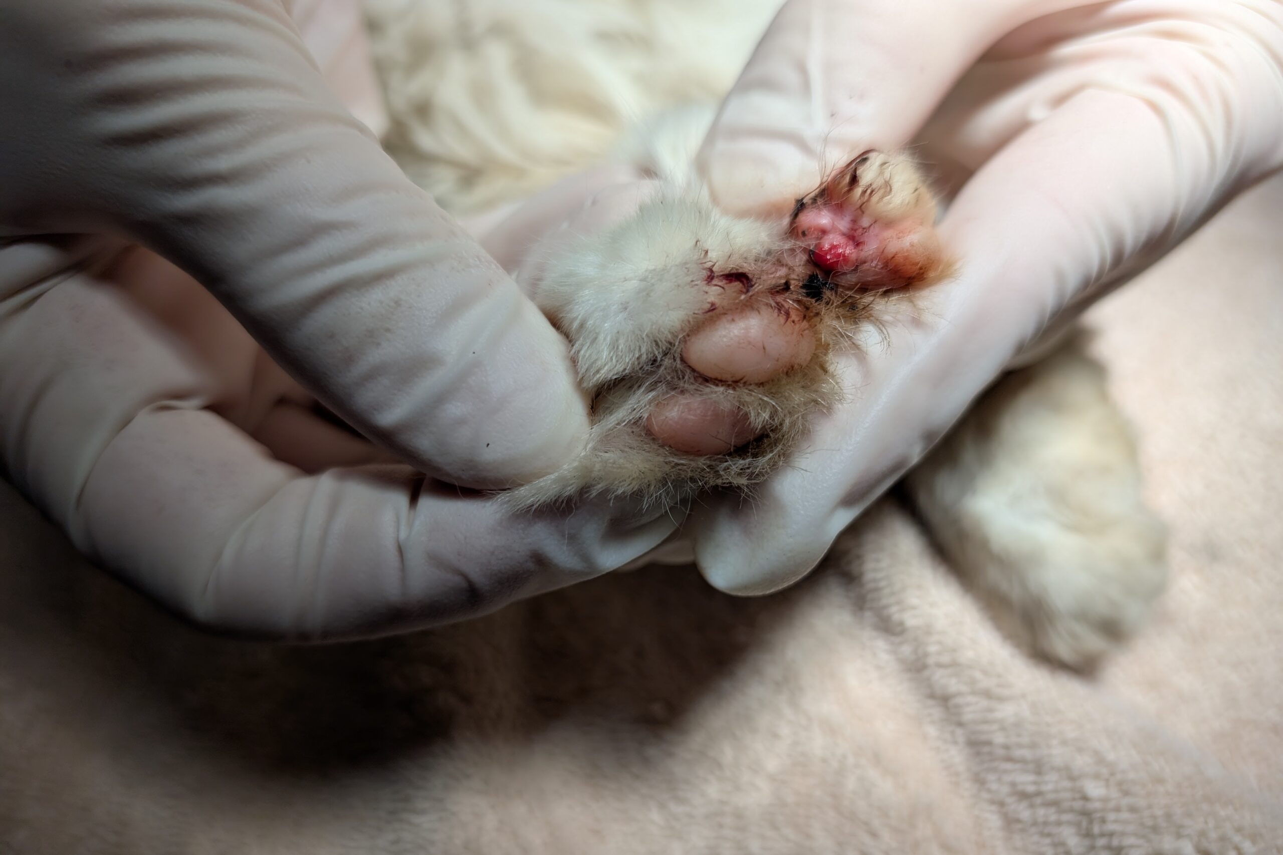 Wounded rear cat foot