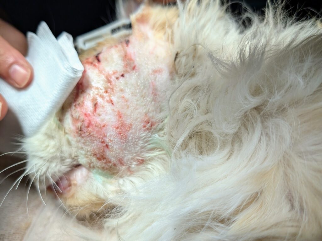 Closeup of cat's cheek wounds