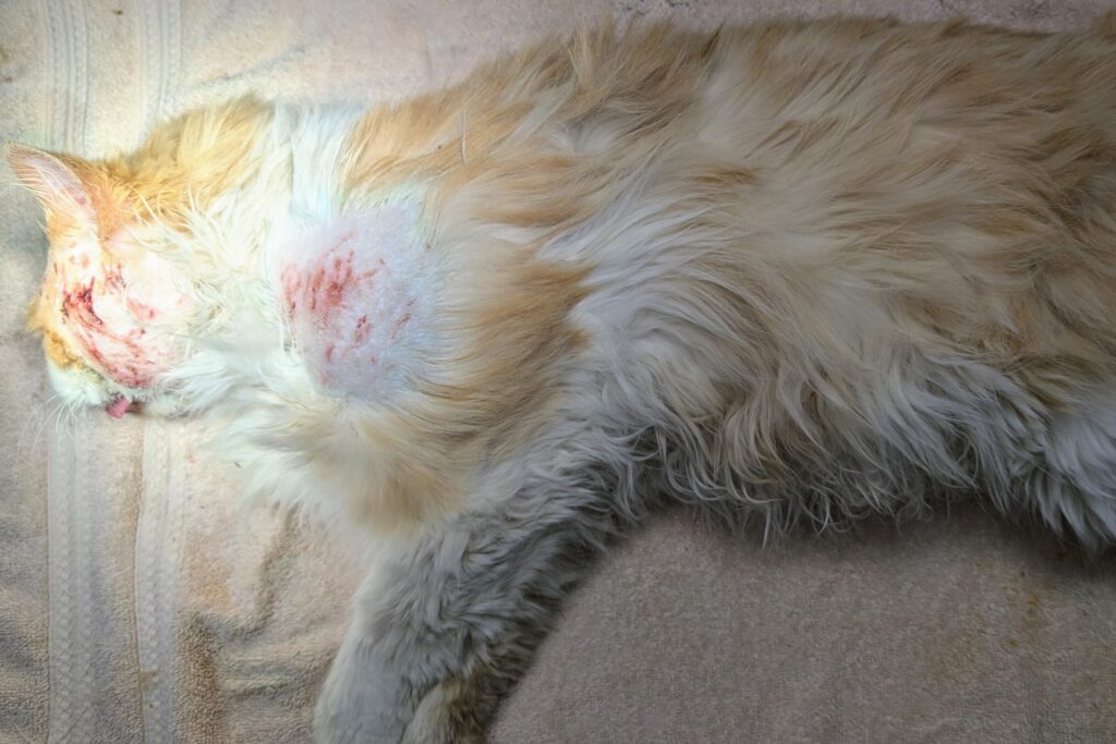 Wounded cat on vet table